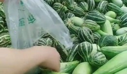 贵州网红大叔吃瓜,贵州网红大叔的独特吃瓜体验