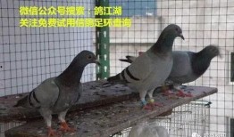 鸽子爆料打架视频,揭秘校园暴力冲突瞬间