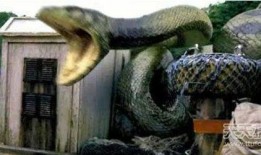 新闻爆料巨蟒渡劫,神秘生物上演惊心动魄的蜕变之旅