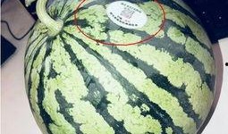 在哪里吃网红瓜最多,探寻全国最热美食打卡地