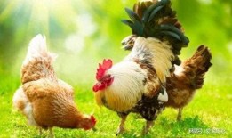 皱鸡电影手机在线观看,手机在线观看，畅享视听盛宴