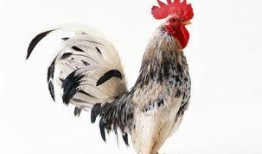 皱鸡电影手机在线观看,手机在线观看，畅享视听盛宴