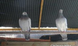 鸽子爆料打架视频,揭秘校园暴力冲突瞬间