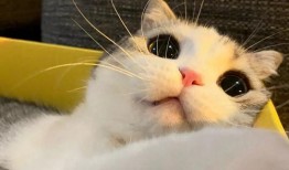 吃鸡皮肤爆料猫咪视频,吃鸡皮肤新爆料引玩家期待