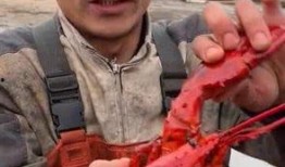 爆料哥吃龙虾视频,一场味蕾与视觉的双重盛宴