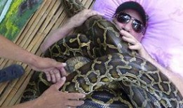 新闻爆料巨蟒渡劫,神秘生物上演惊心动魄的蜕变之旅