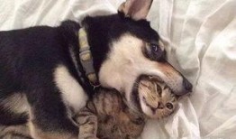 吃鸡皮肤爆料猫咪视频,吃鸡皮肤新爆料引玩家期待