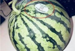 网红吃瓜送什么礼物好呢,这份礼物让你成为焦点！