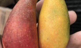 网红吃瓜送什么礼物好呢,这份礼物让你成为焦点！