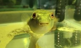 胖头鱼被爆料视频大全集,揭秘网络红人幕后真相