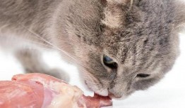 吃鸡皮肤爆料猫咪视频,吃鸡皮肤新爆料引玩家期待