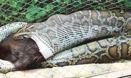 新闻爆料巨蟒渡劫,神秘生物上演惊心动魄的蜕变之旅