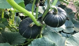 极品网红陈若初吃瓜,揭秘网红圈背后的惊人真相