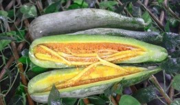 极品网红陈若初吃瓜,揭秘网红圈背后的惊人真相